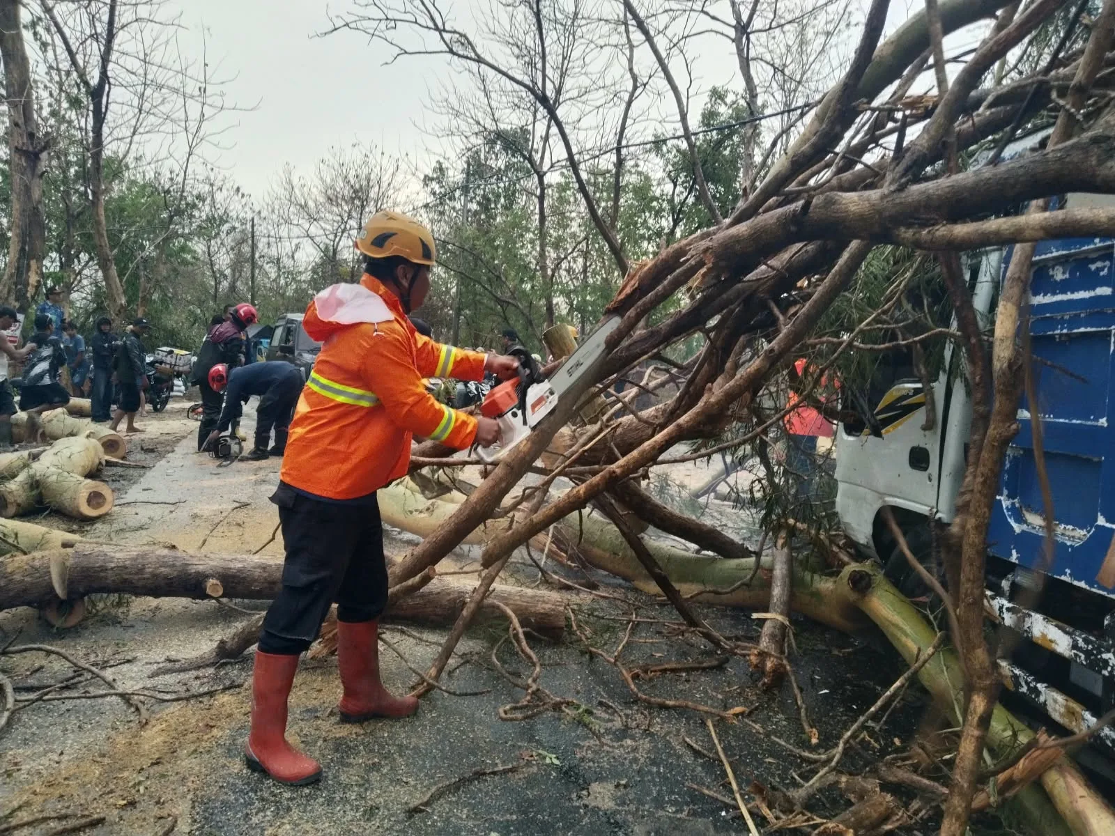 Penyerahan Pohon Tumbang
