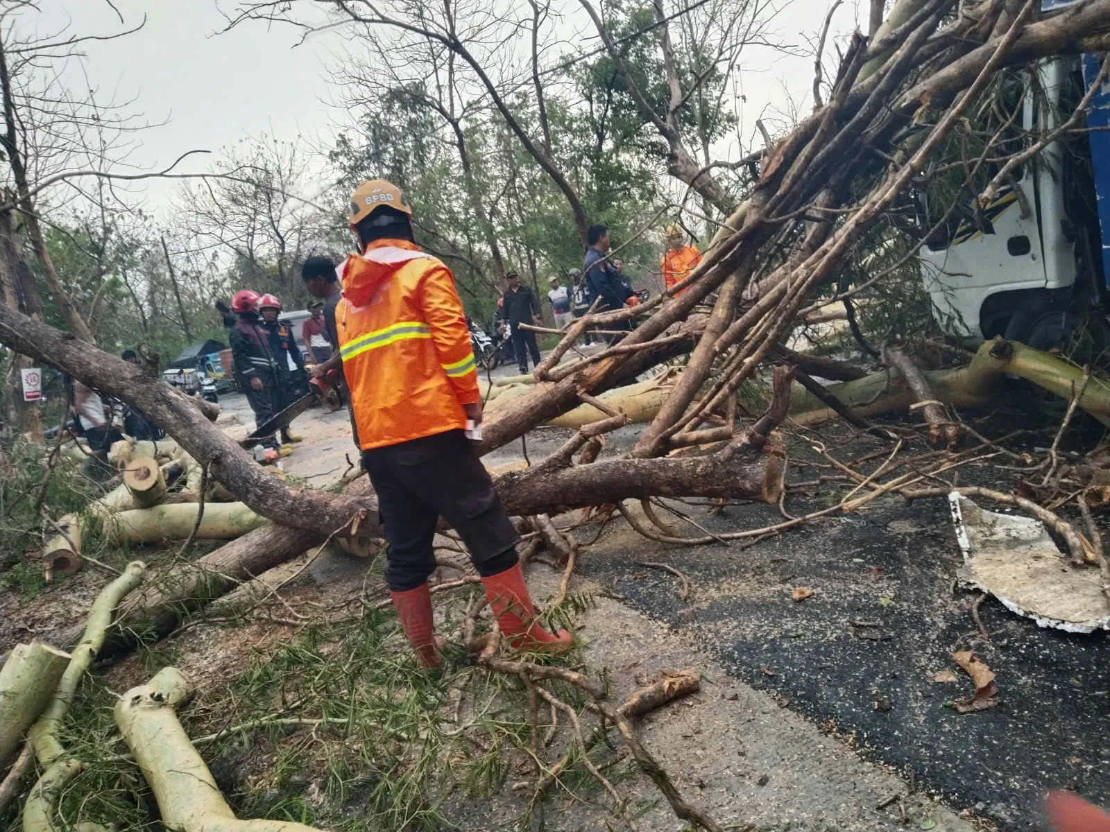 Penyerahan Pohon Tumbang