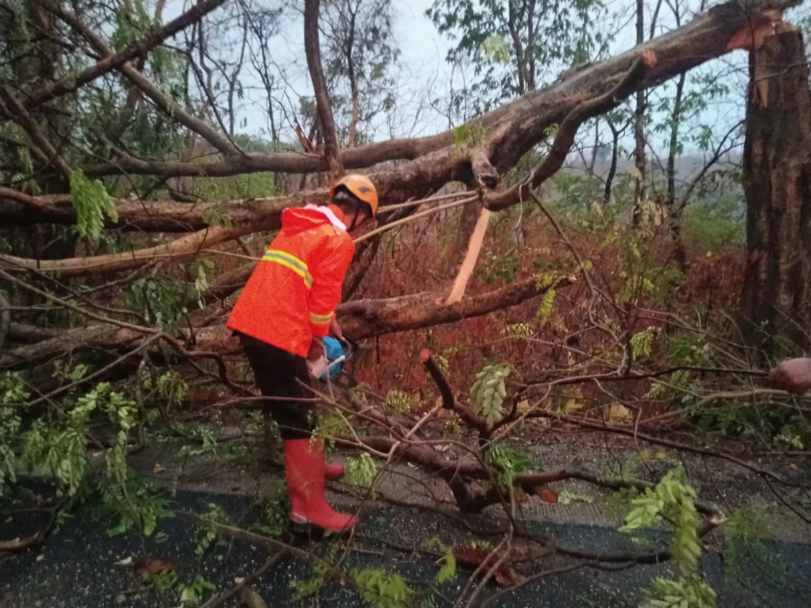 Penyerahan Pohon Tumbang