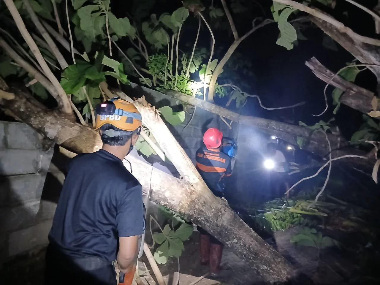 Kembali BPBD Tangani Pohon Tumbang