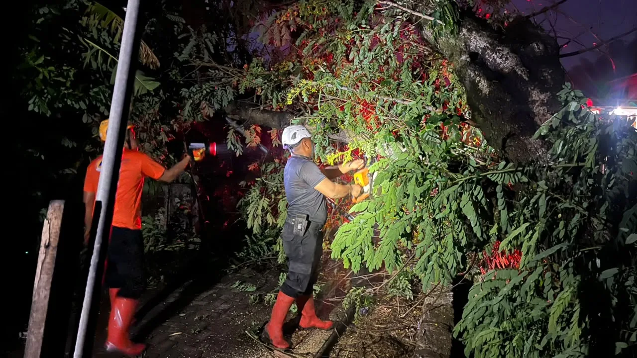Kembali BPBD Tangani Pohon Tumbang