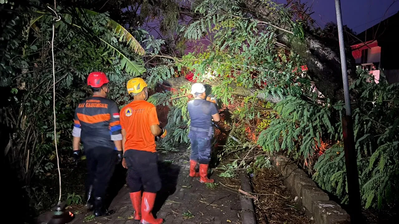 Sore Kemarin, BPBD Bojonegoro Tangani 2 Pohon Tumbang