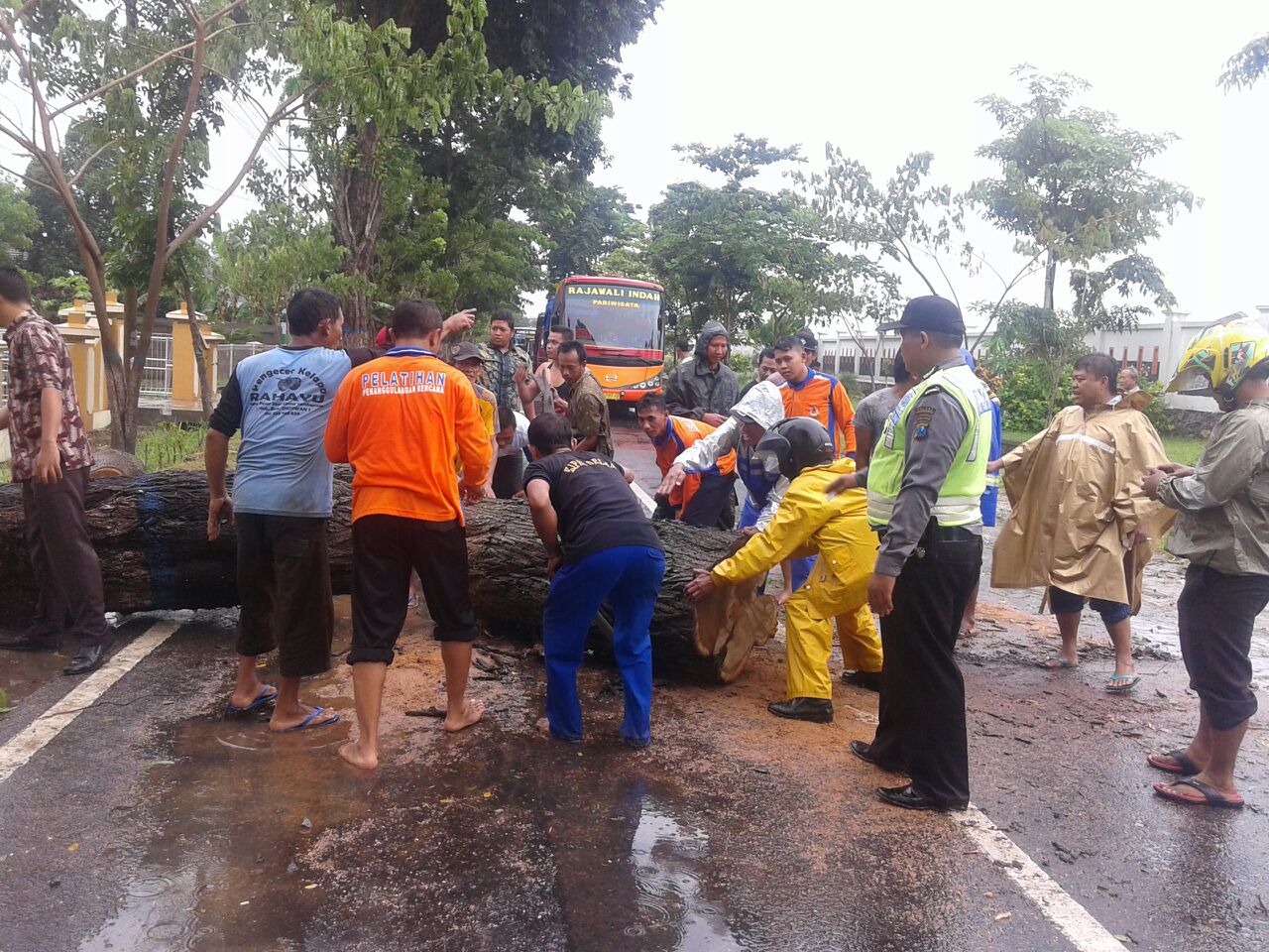 Pohon Tumbang