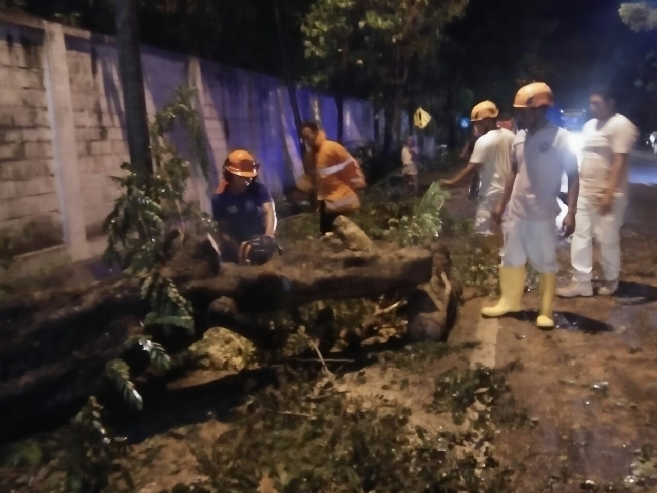 Pohon Tumbang
