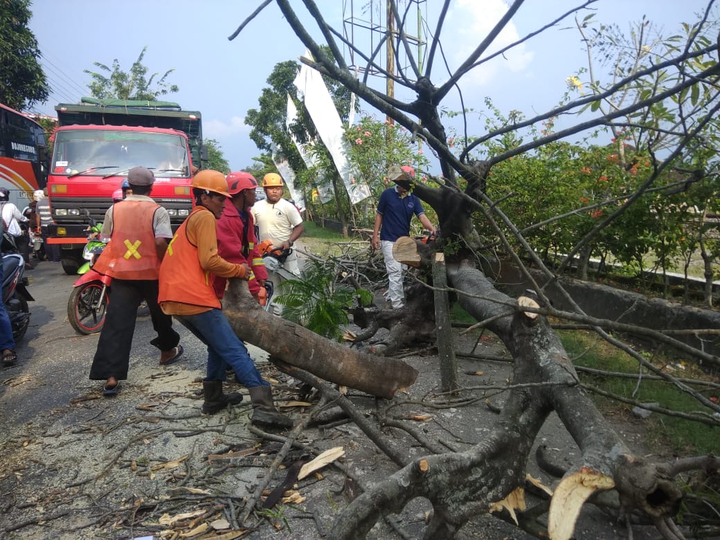 Pohon Tumbang