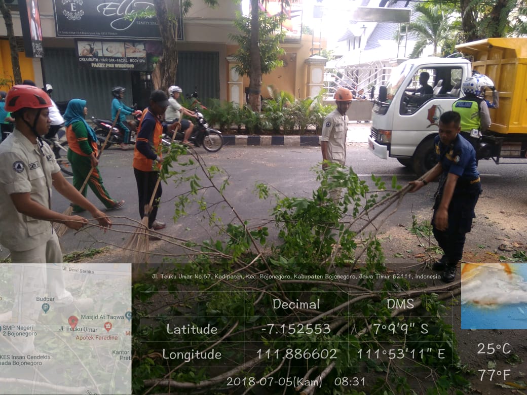 Pohon Tumbang