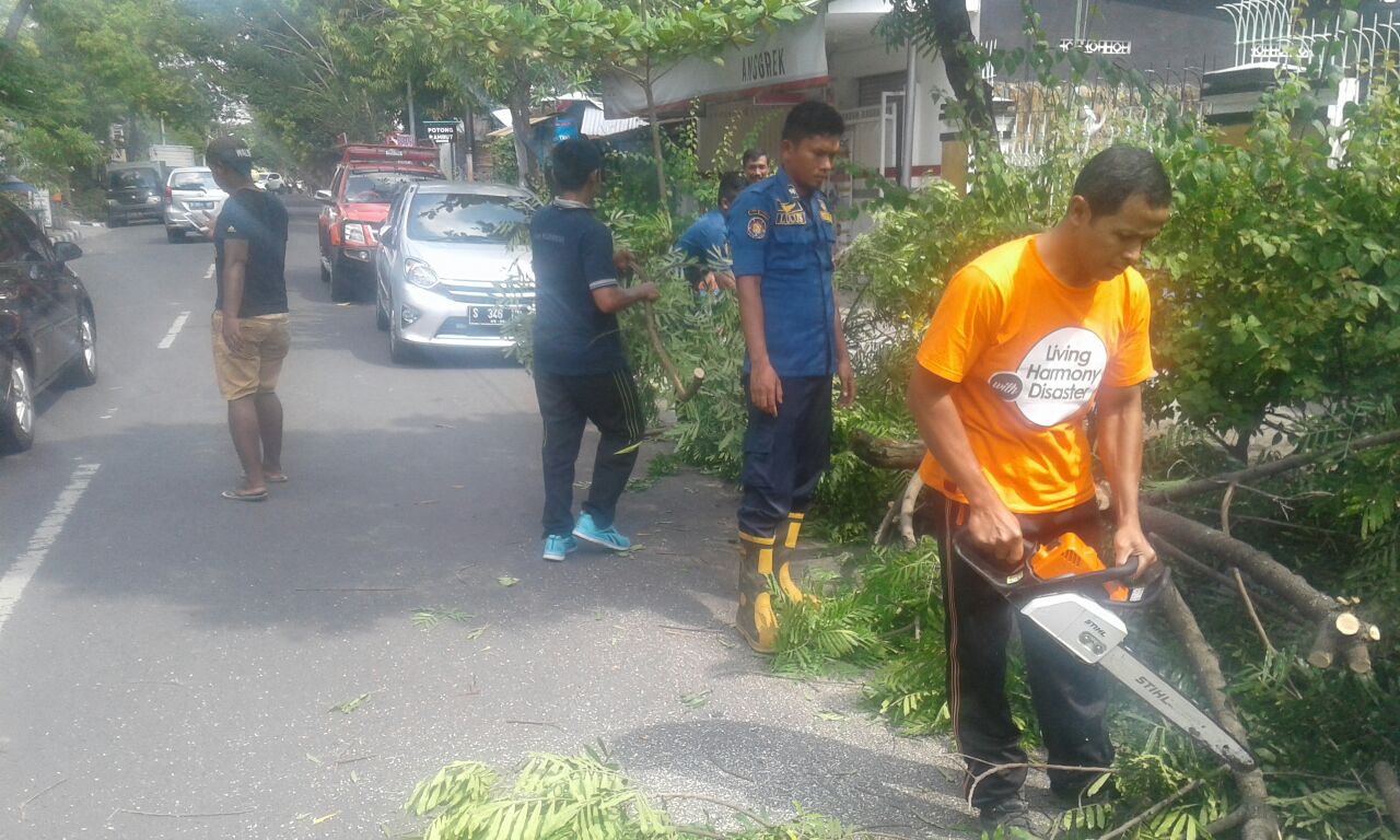 Pohon Tumbang