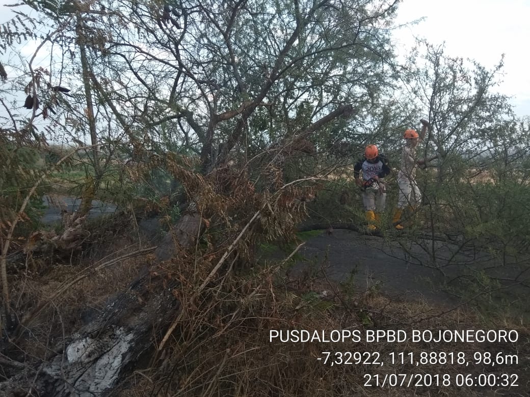 Pohon Tumbang