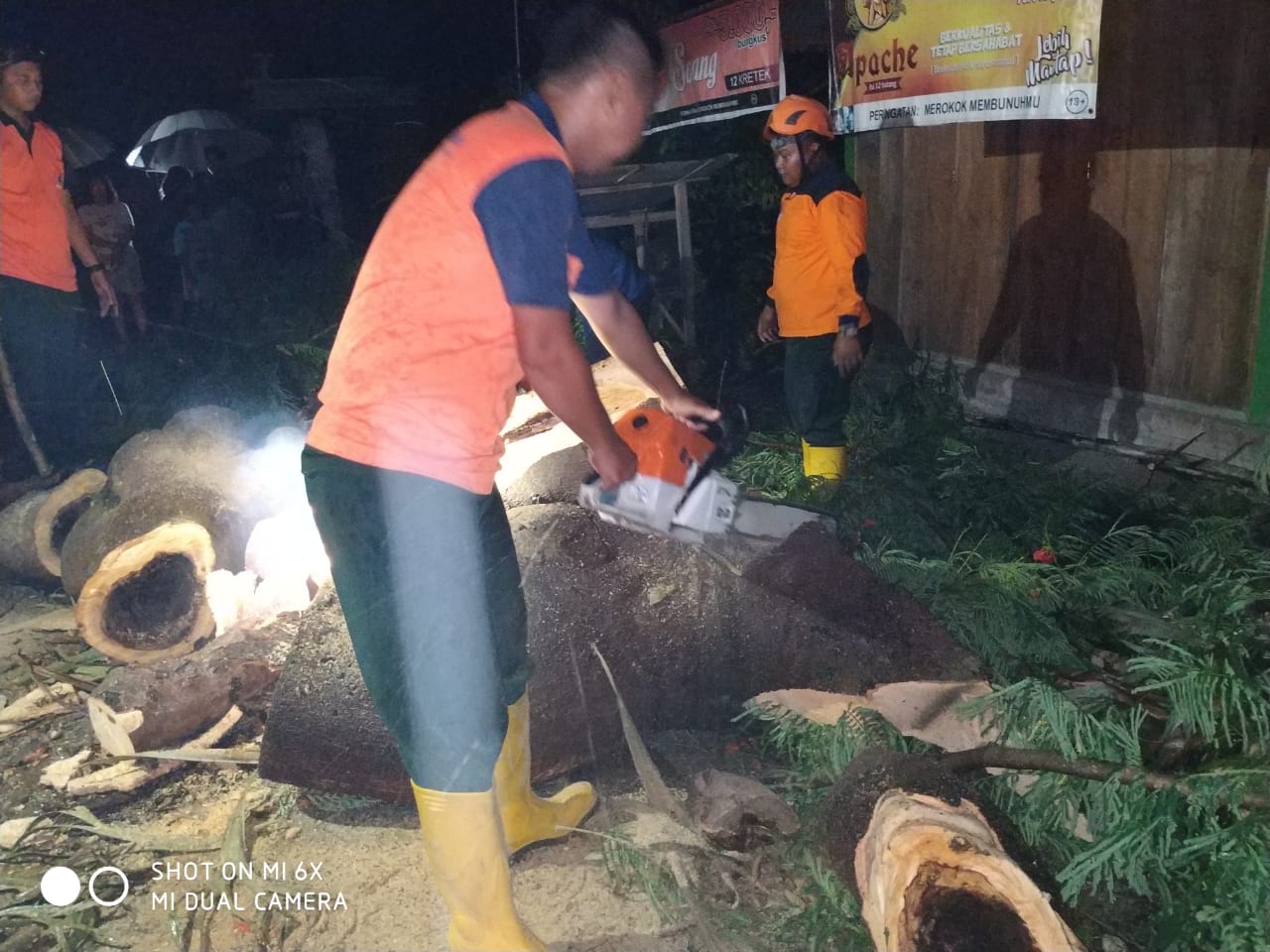 Pohon Tumbang