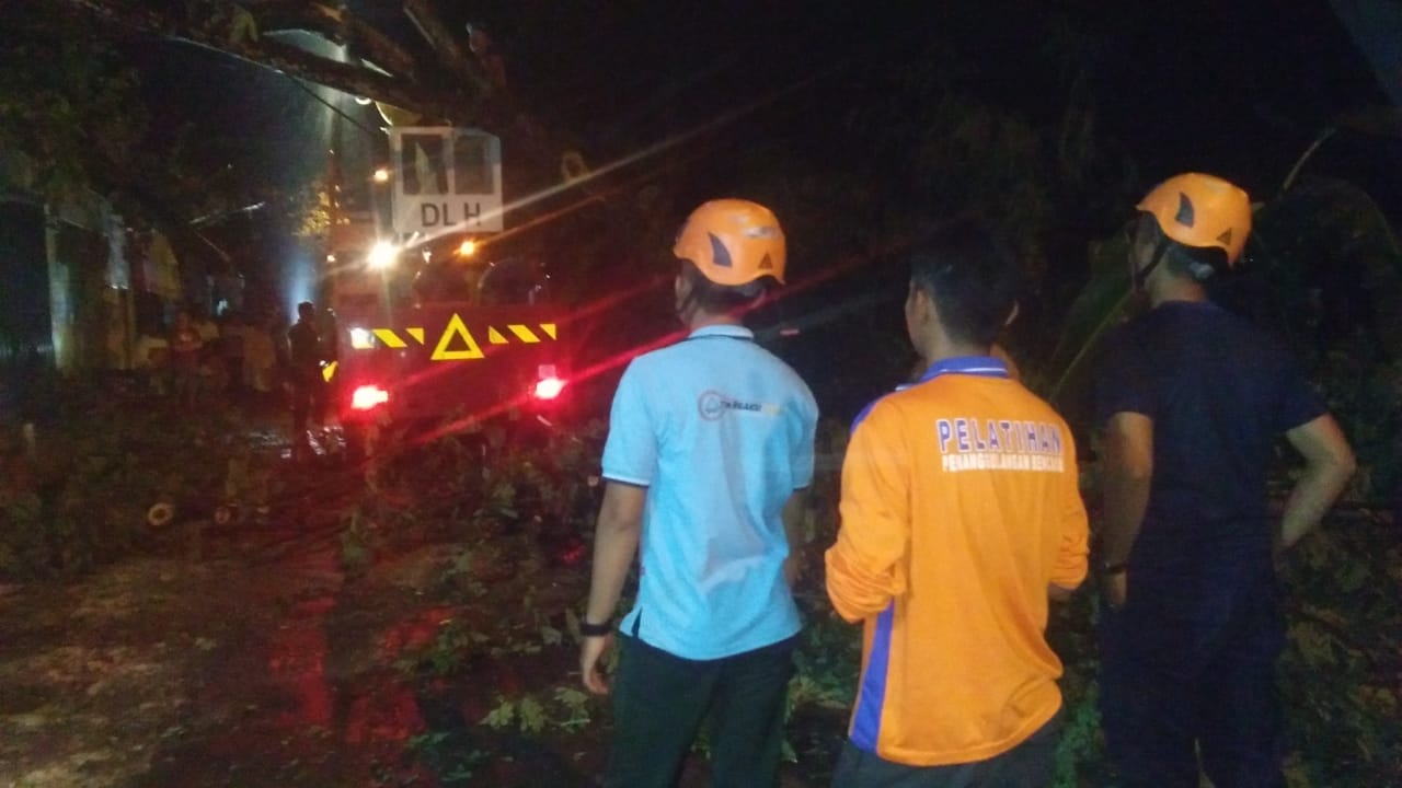 Pohon Tumbang