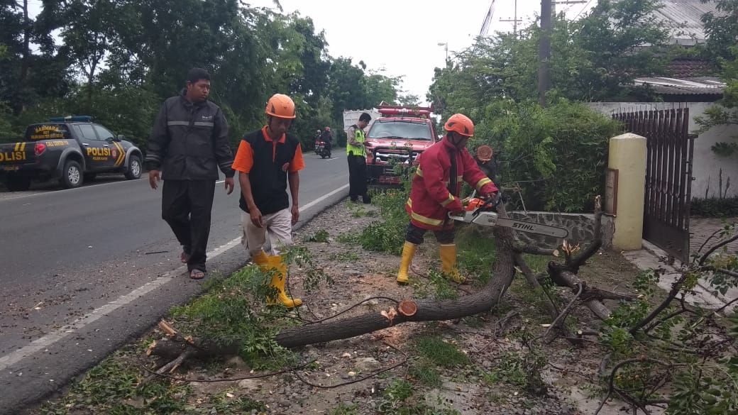 Pohon Tumbang