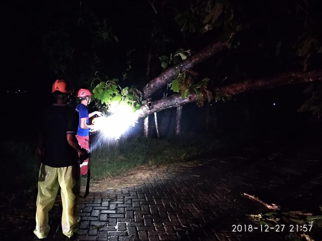 Pohon Tumbang