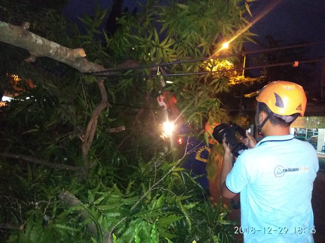 Pohon Tumbang