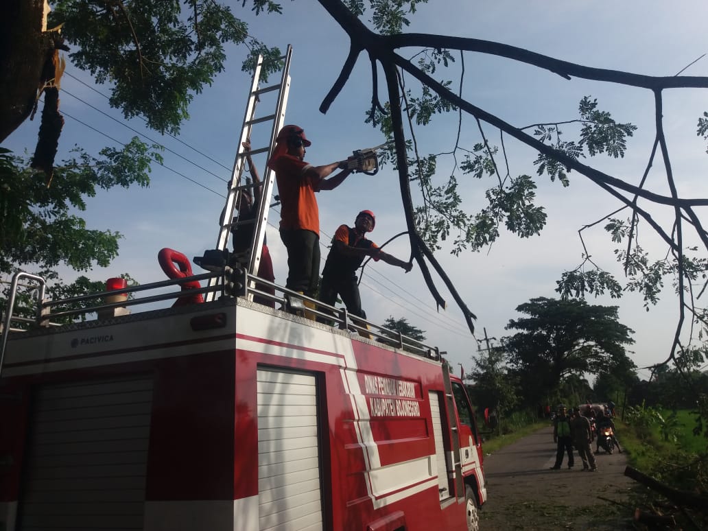 Pohon Tumbang
