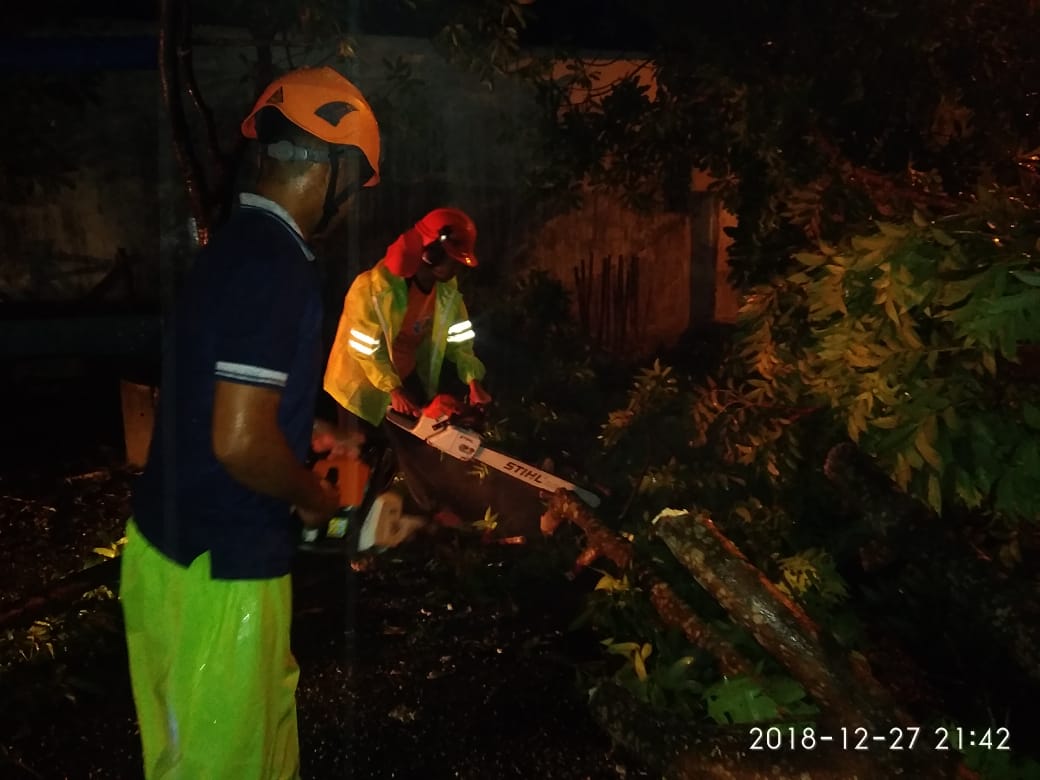 Pohon Tumbang