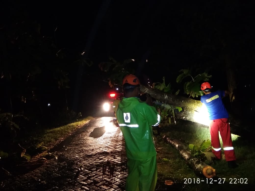 Pohon Tumbang