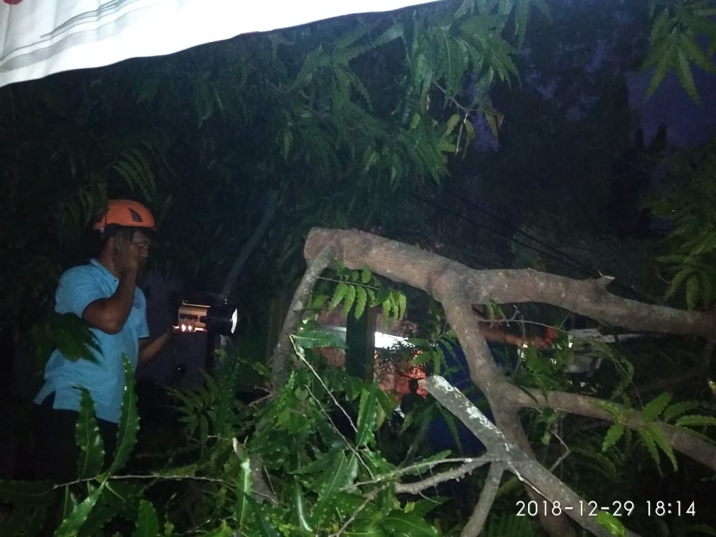 Pohon Tumbang