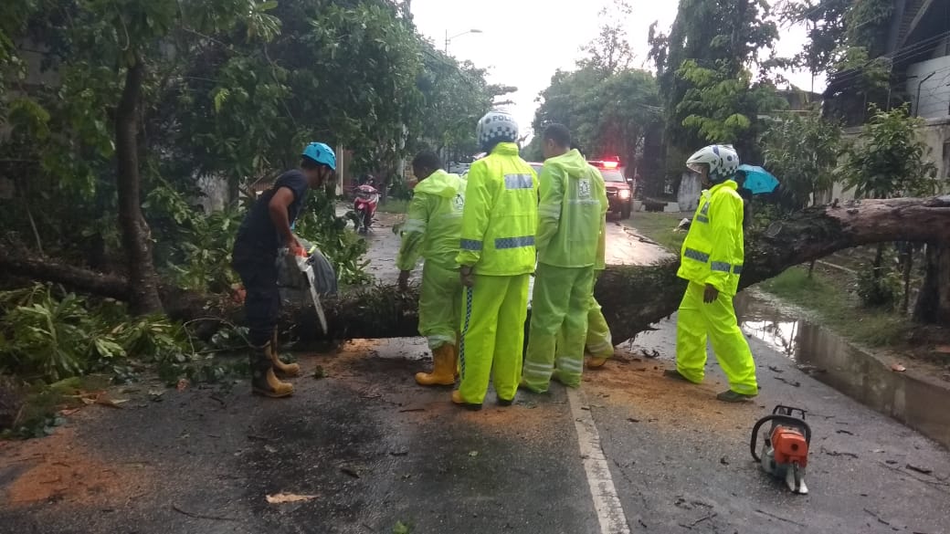 Pohon Tumbang
