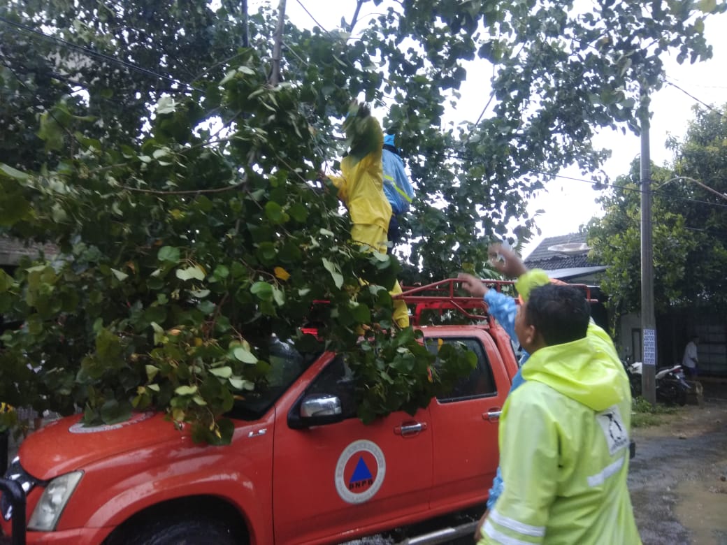 Pohon Tumbang