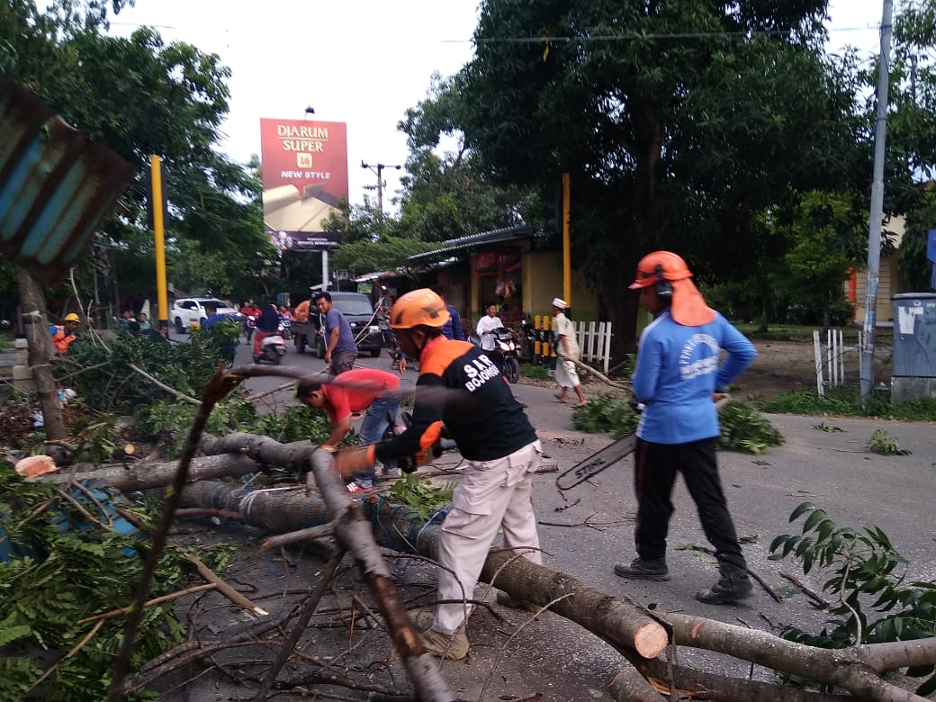 Pohon Tumbang