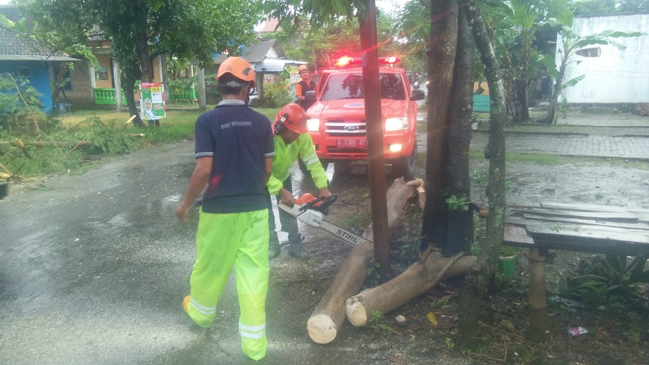 Pohon Tumbang