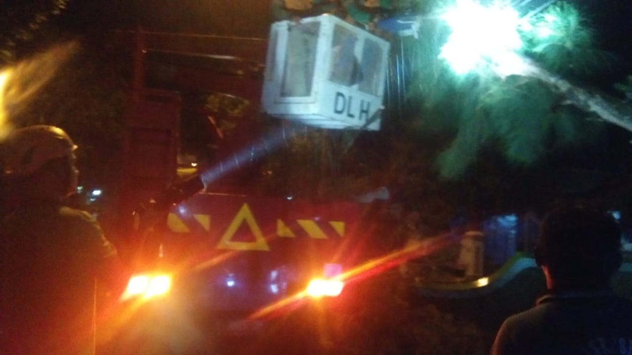 Pohon Tumbang