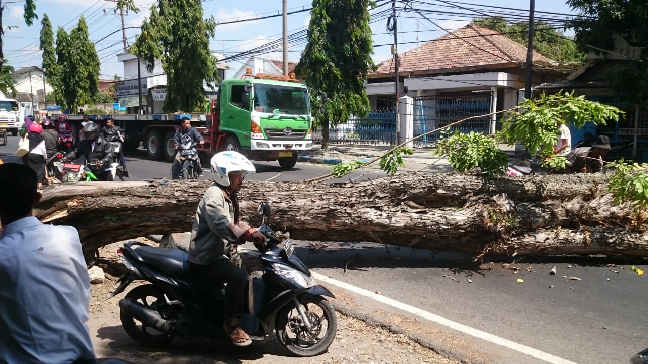 Pohon ROboh di Ds. Baureno Kec. Baureno