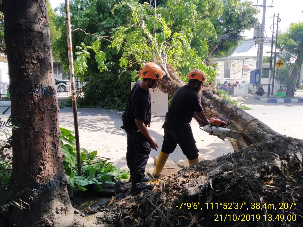 Pohon Tumbang di Panglima Sudirman No.68