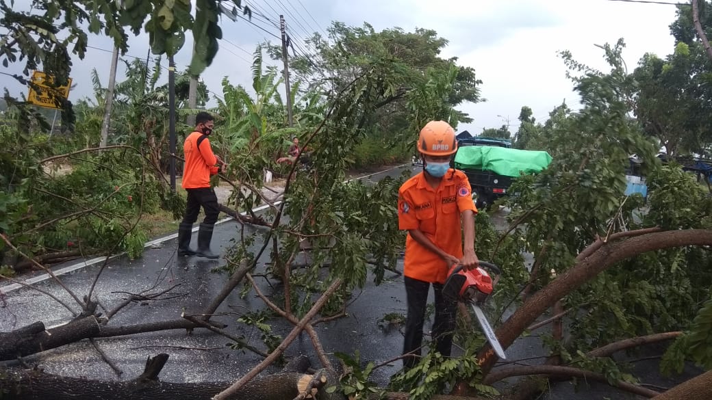 Tim Reaksi Cepat BPBD Lakukan Penanganan Pohon Tumbang di Jalan Raya Kalitidu