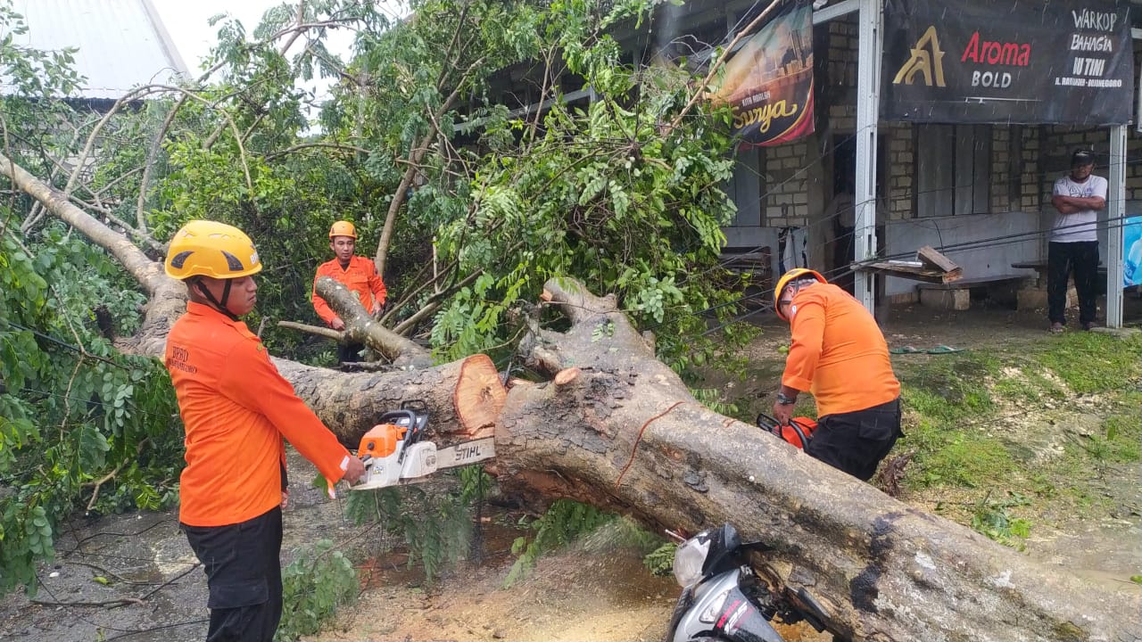 Lakukan Penanganan Pohon Tumbang