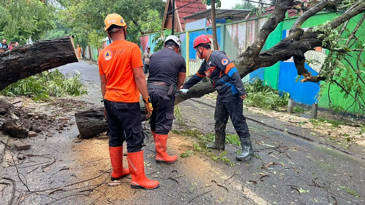penanganan pohon tumbang