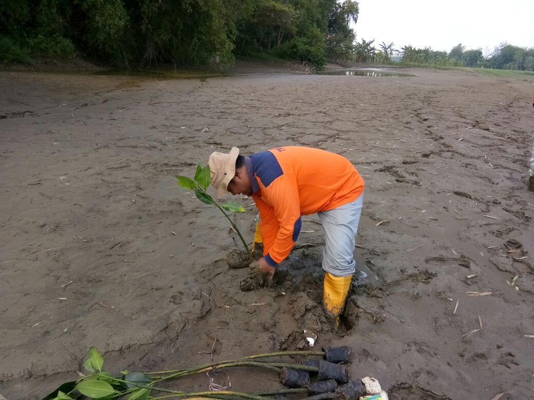 Penanaman Pohon Mangrove