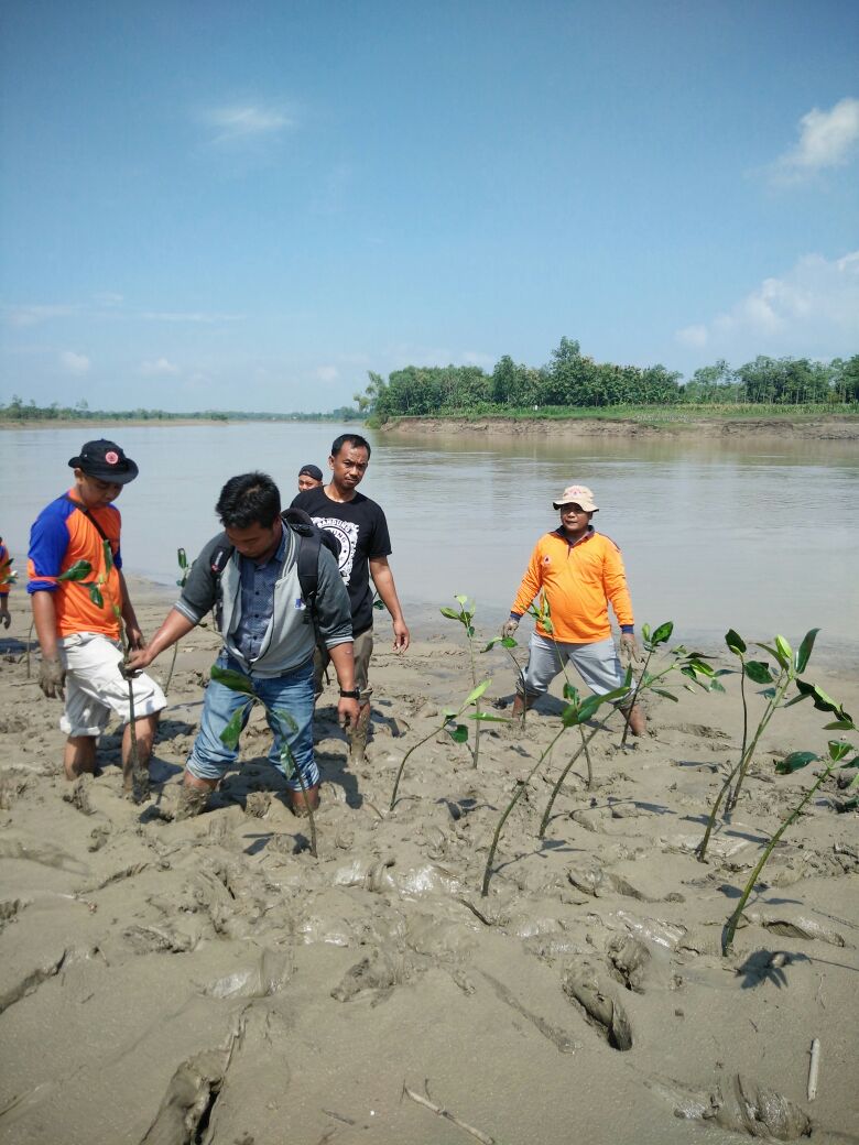 Penanaman Pohon Mangrove